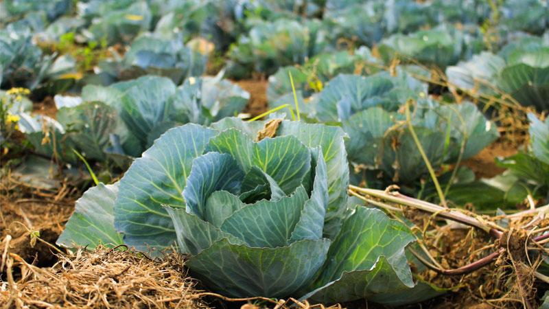 Local Food Directories